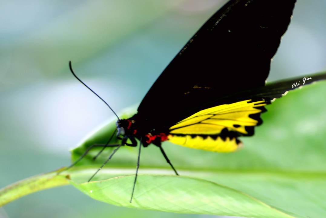 Butterfly park bannerghatta